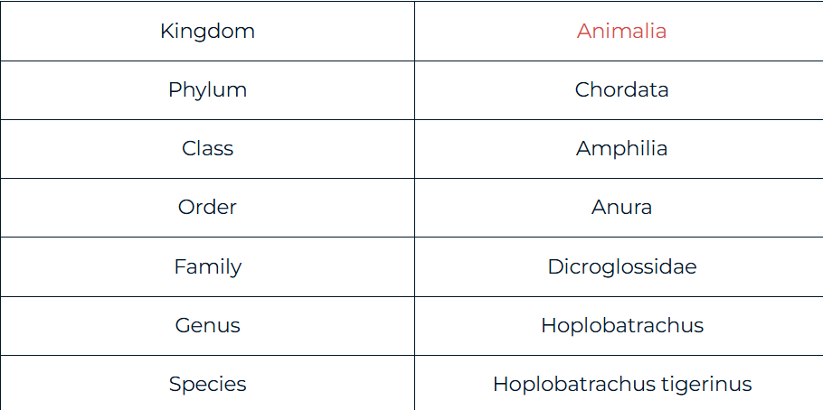 Biological Name of Frog and Its Classification