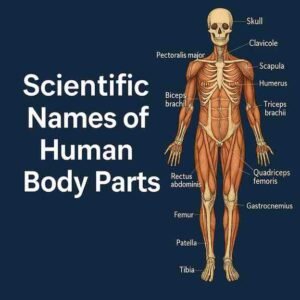 Scientific Names Of Human Body Parts? Discover 74 true names