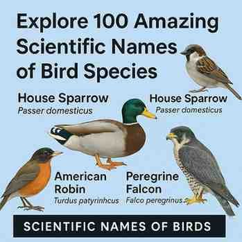 Scientific Names of Birds Species list