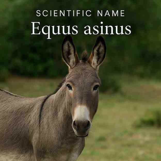 The Scientific Name Of Donkey And its Classification
