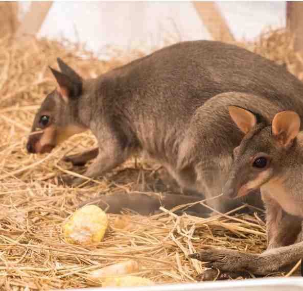 Discover Kangaroo Rat Scientific Name, 22 types, with Detail