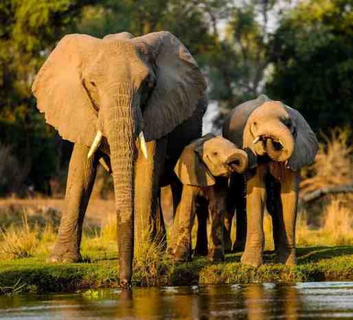 Elephant Scientific Name, Genus, Meaning, and Classification