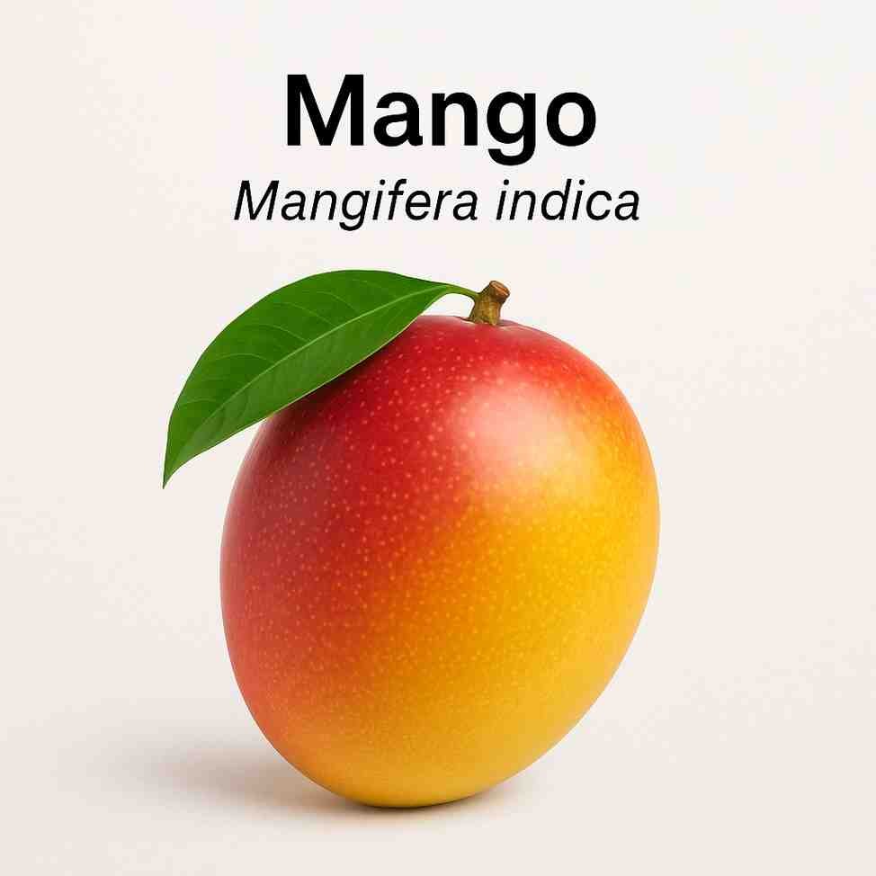 Mango Scientific Name: Uses, Benefits, Types, and its Plant