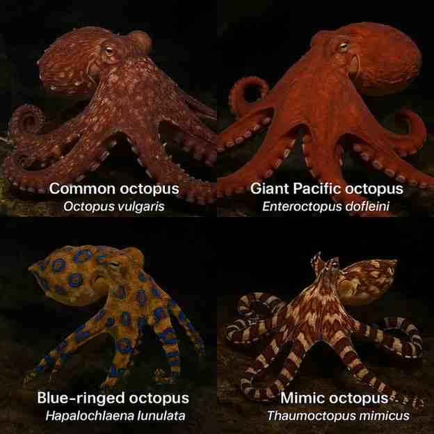 Octopus Scientific Name, Genus, Habitat, Diet, Types, and Facts
