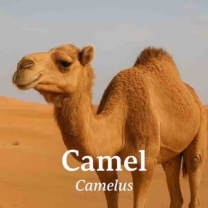 Camel Scientific Name, Genus, Habitat, Diet, Types, and Facts