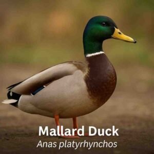 Duck Scientific Name, Genus, Habitat, Diet, and Types