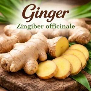 Ginger Scientific Name, Genus, Uses, Benefits, and Types