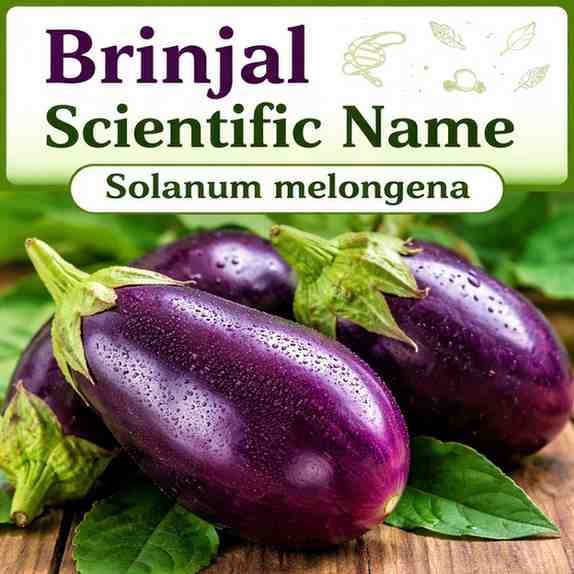 Brinjal Scientific Name, Family, and Genus (Eggplant)