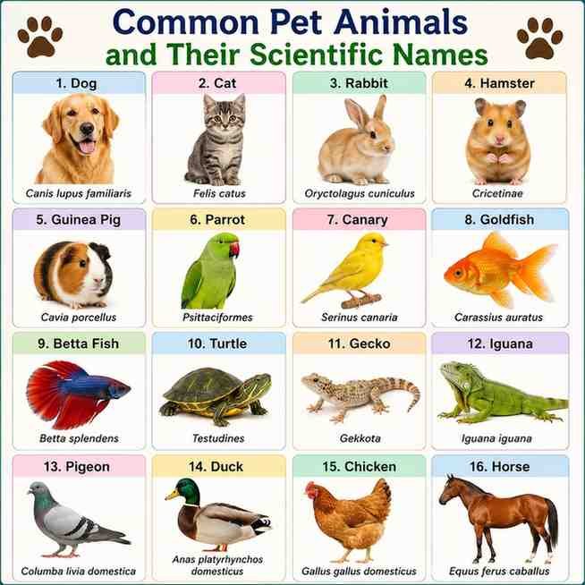 Scientific Name of Pet Animals Domestic Pets Names List